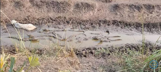Jacarés e boi disputam espaço na lama durante seca. 
