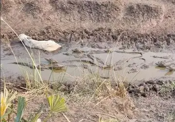 Jacarés e boi disputam espaço na lama durante seca. 