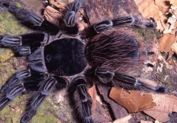 A aranha Vitalius wacketi habita o litoral paulista ?- Foto: Rogério Bertani/Instituto Butantan