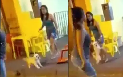 Segura meu poodle : amante leva surra com cachorro no colo ao ser flagrada com homem casado; veja vídeo 